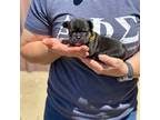 French Bulldog Puppy for sale in Lodi, CA, USA