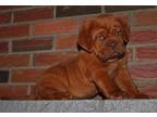 Puppy Dogue DE Bordeaux