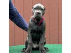 Cane Corso Puppy for sale in Cherry Hill, NJ, USA