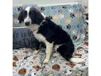 Adopt CoCo a Australian Shepherd