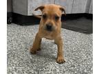 Adopt Pecan a Redbone Coonhound, Pit Bull Terrier
