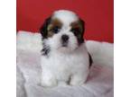 Shih Tzu Puppy for sale in Phelan, CA, USA