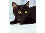 Adopt Lemonade a Domestic Short Hair