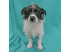 Adopt LILY a Terrier