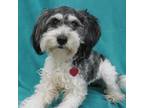 Adopt EMMY a Poodle, Terrier