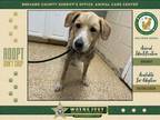 Adopt Harriet a Mixed Breed