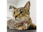 Adopt Aria a Domestic Short Hair