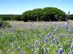 Texas Hunting Land for Sale - Dominion Land