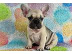 French Bulldog Puppy for sale in Oklahoma City, OK, USA