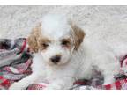 Mutt Puppy for sale in Orlando, FL, USA