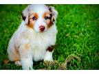 Miniature Australian Shepherd Puppy for sale in Fort Worth, TX, USA