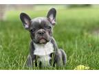 French Bulldog Puppy for sale in Fort Wayne, IN, USA