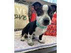 Adopt Gumbo a Mixed Breed