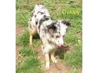 Adopt Oakley a Australian Shepherd, Mixed Breed