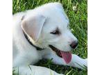 Adopt Bella a Labrador Retriever, Husky