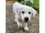 Adopt Snow Baby a Labrador Retriever, Husky