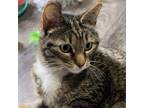 Adopt Calliope a Domestic Short Hair