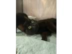 Adopt Heaven a Domestic Short Hair