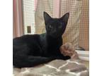 Adopt Tsunami a Domestic Short Hair