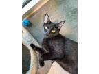 Adopt Polu a Domestic Short Hair