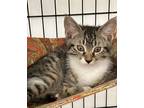 Adopt Belle a Domestic Short Hair