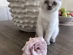 Scottish Fold Kitten