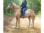 Family Friendly Quarter Horse Mare Trail or Show