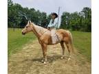 Bombproof Family Friendly Palomino. Trail, Roping, Obstacles, Neckrein