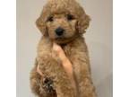 Labradoodle Puppy for sale in Danville, KY, USA