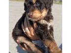 Mutt Puppy for sale in Danville, KY, USA