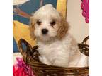 Cavalier King Charles Spaniel Puppy for sale in Lexington, OK, USA