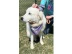Adopt Nessie a Great Pyrenees