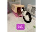 Adopt Lulu a Domestic Short Hair