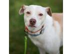 Adopt Leena a Mixed Breed