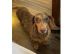 Adopt Aphrodite a Dachshund