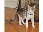 Adopt Angeline a Domestic Short Hair