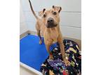 Adopt Coconut a Pit Bull Terrier