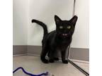 Adopt Stella a Domestic Short Hair