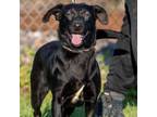 Adopt Jessica D44626 a Terrier, Basset Hound