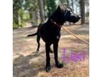Adopt Lexi a Black Labrador Retriever, Mixed Breed