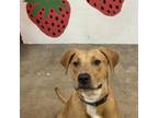 Adopt Penelope "Penny" a Black Mouth Cur, Yellow Labrador Retriever