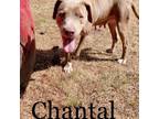Adopt chantal a Pit Bull Terrier