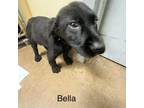 Adopt BELLA a Black Labrador Retriever