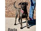 Adopt Bada a Terrier