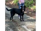 Adopt Lazer a German Shepherd Dog, Black Labrador Retriever