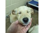 Adopt DASHER #1 a Yellow Labrador Retriever