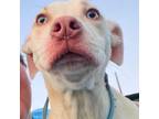 Adopt Pearlie a Pit Bull Terrier