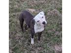 Adopt Dio a Pit Bull Terrier