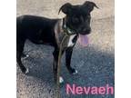Adopt Navaeh a Terrier, Catahoula Leopard Dog