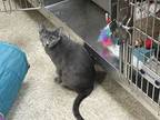 Adopt Serena a Domestic Short Hair